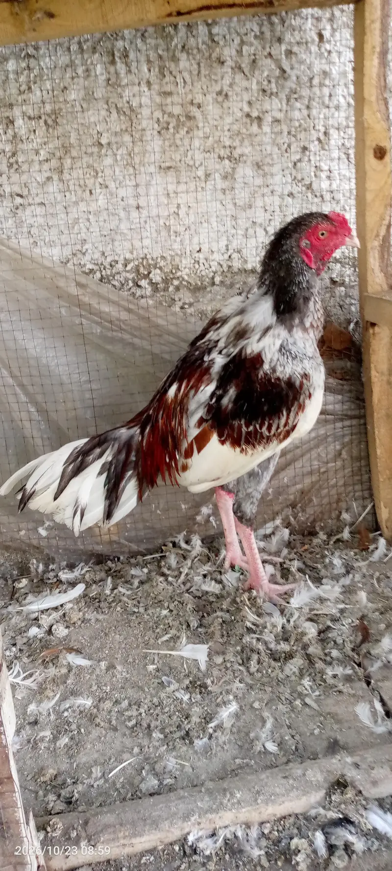 Salata Murgh — photo 3
