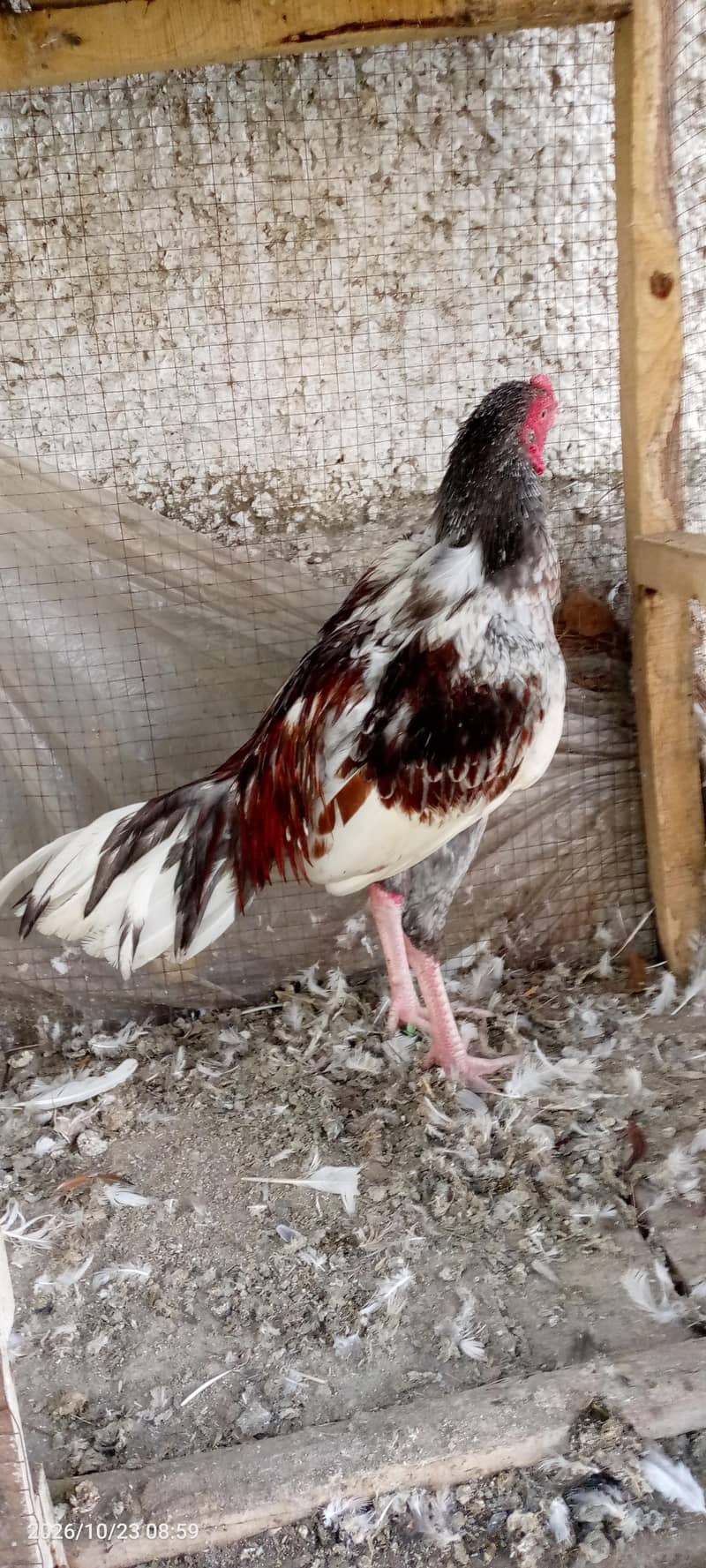 Salata Murgh 3