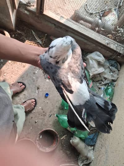 fancy pigeons very good price and egg laying breeding