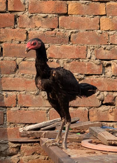 Top quality Thai pakkoy yorkkian breed