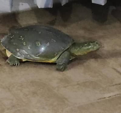 Green medium size Turtle