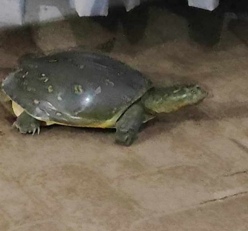 Green medium size Turtle 0