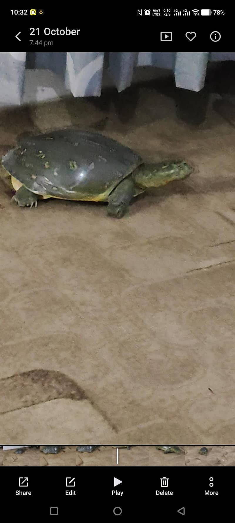 Green medium size Turtle 1