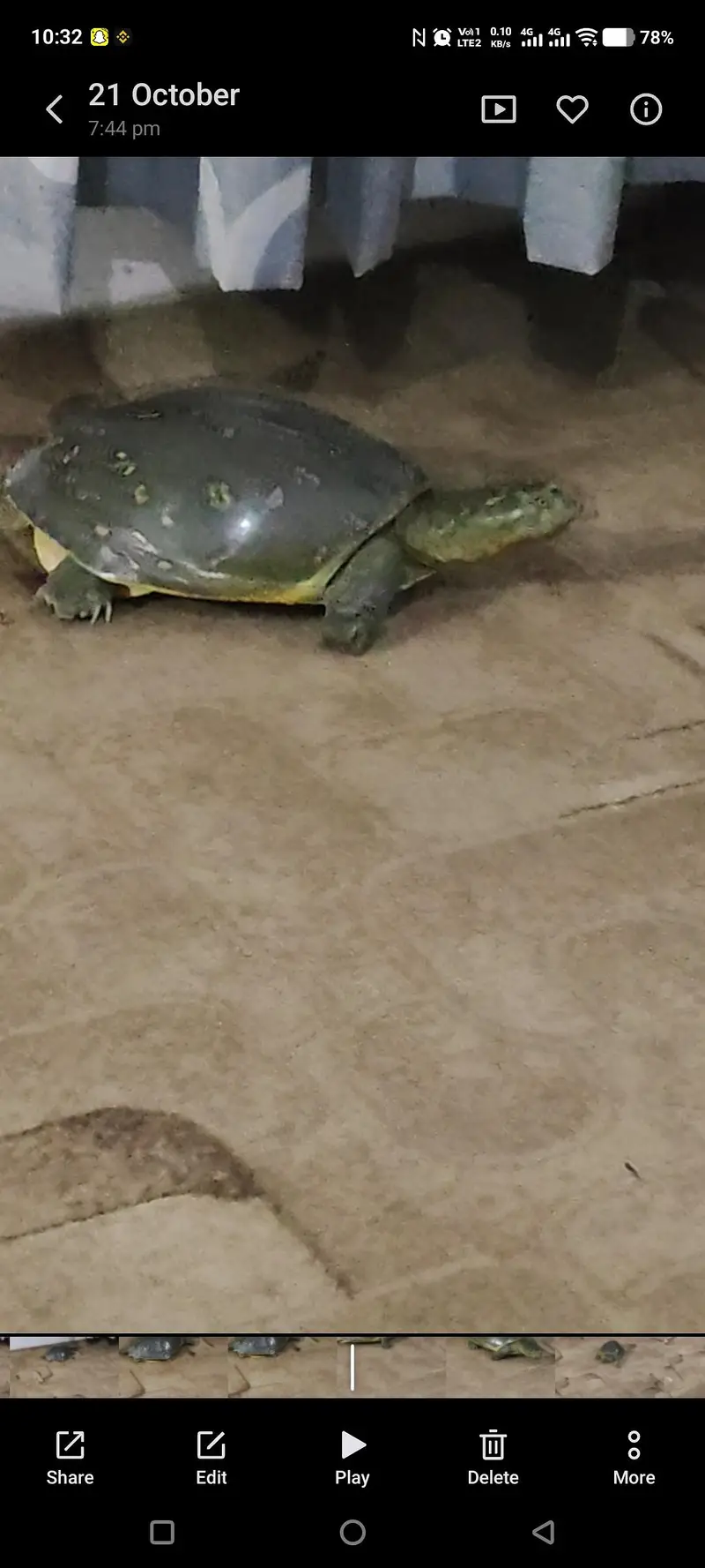Green medium size Turtle — photo 2