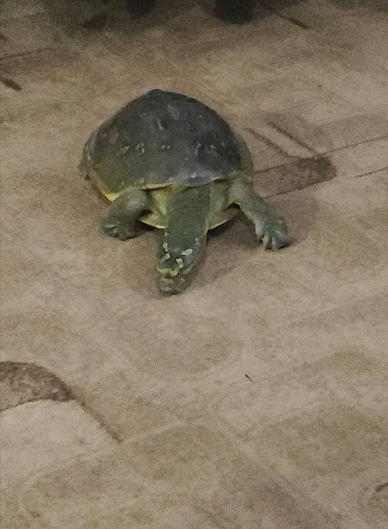 Green medium size Turtle 2