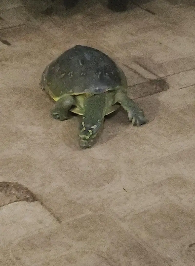 Green medium size Turtle — photo 3