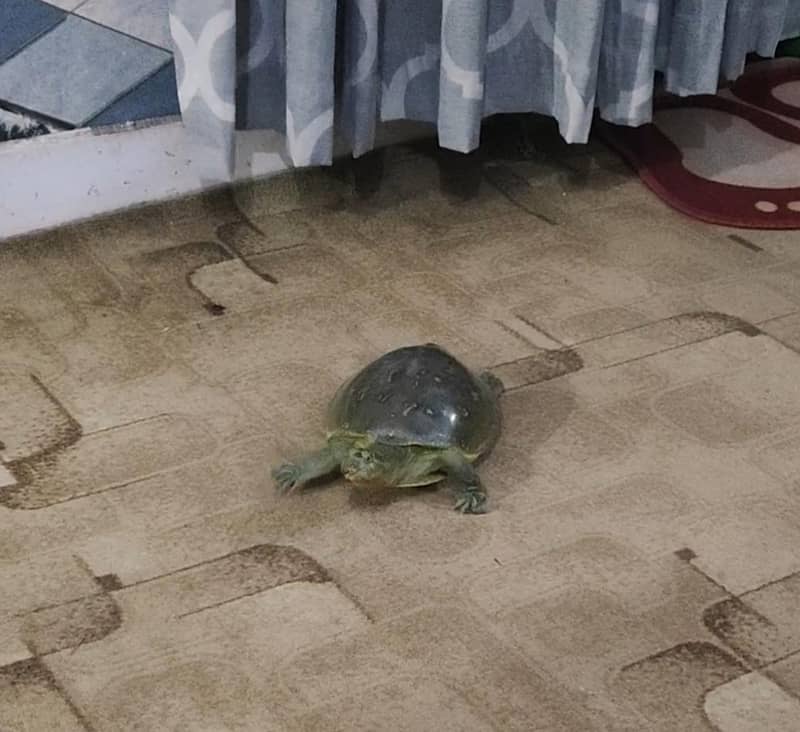 Green medium size Turtle 3
