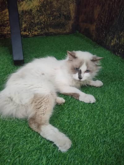 cats for sale