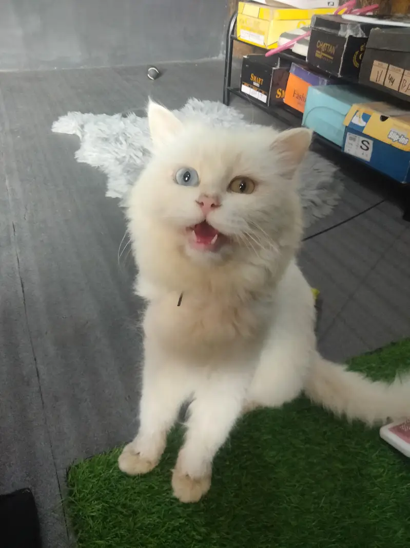 cats for sale — photo 2