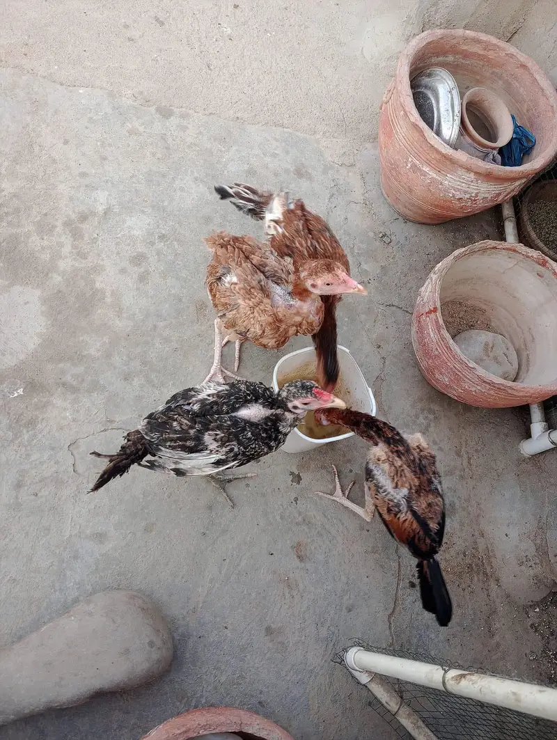 Murga murgi or pathy available — photo 7