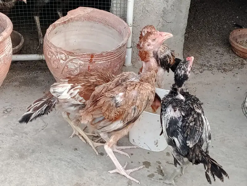 Murga murgi or pathy available — photo 9