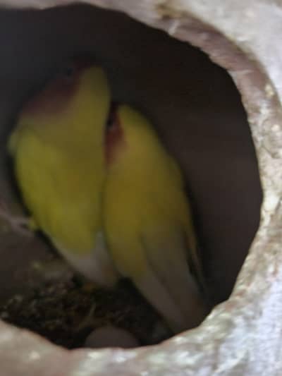 multiple love birds 3 pair breeder with master cage