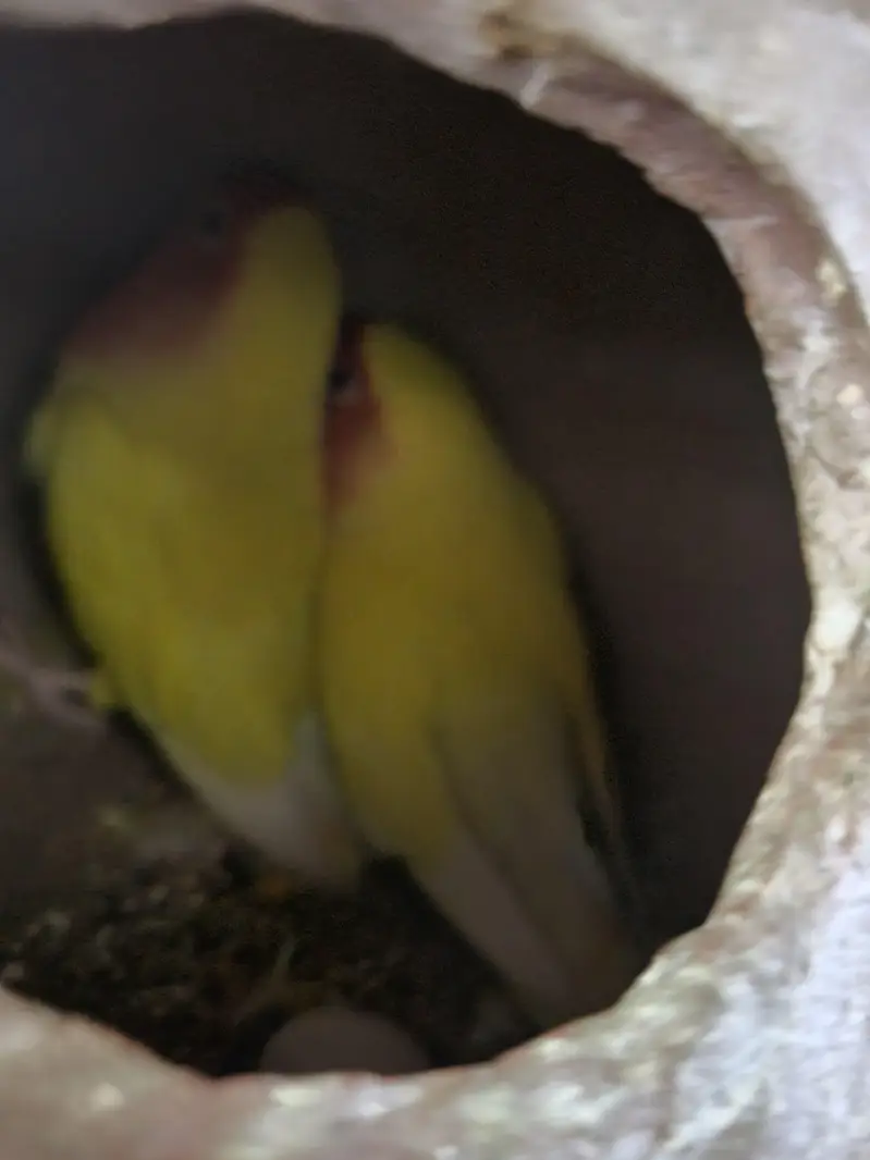 multiple love birds 3 pair breeder with master cage