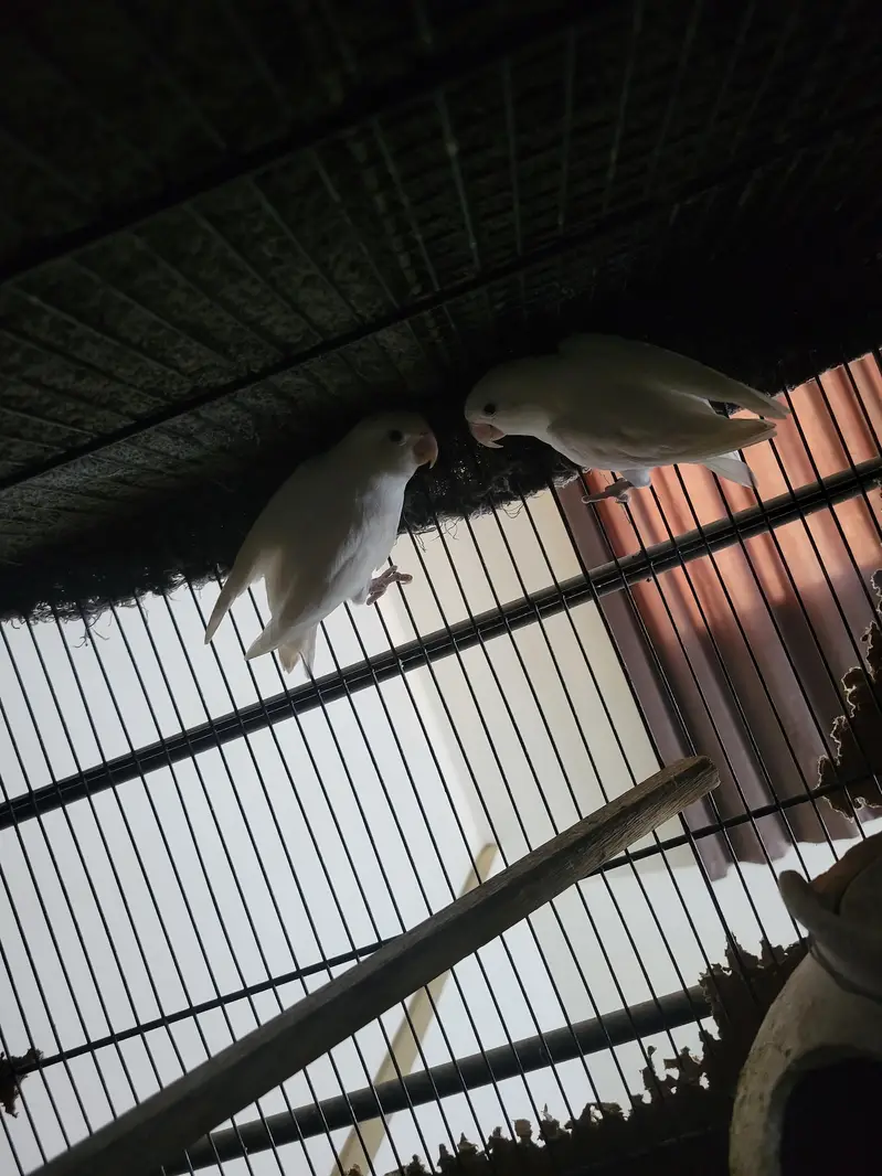 multiple love birds 3 pair breeder with master cage — photo 2