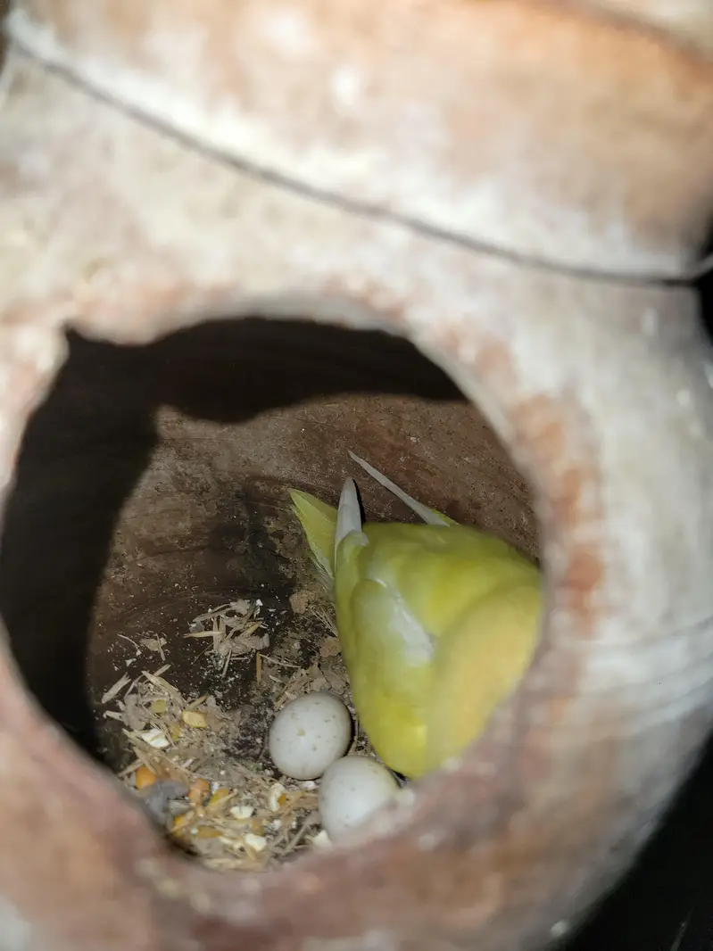 multiple love birds 3 pair breeder with master cage — photo 3