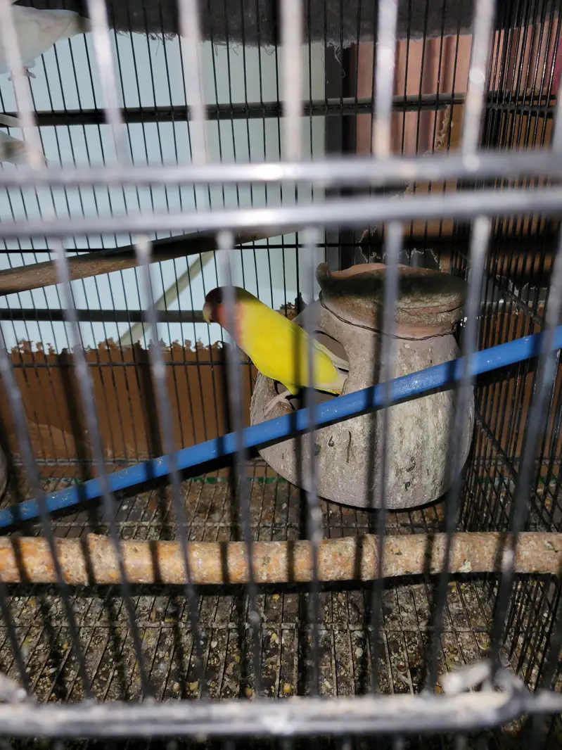 multiple love birds 3 pair breeder with master cage — photo 4