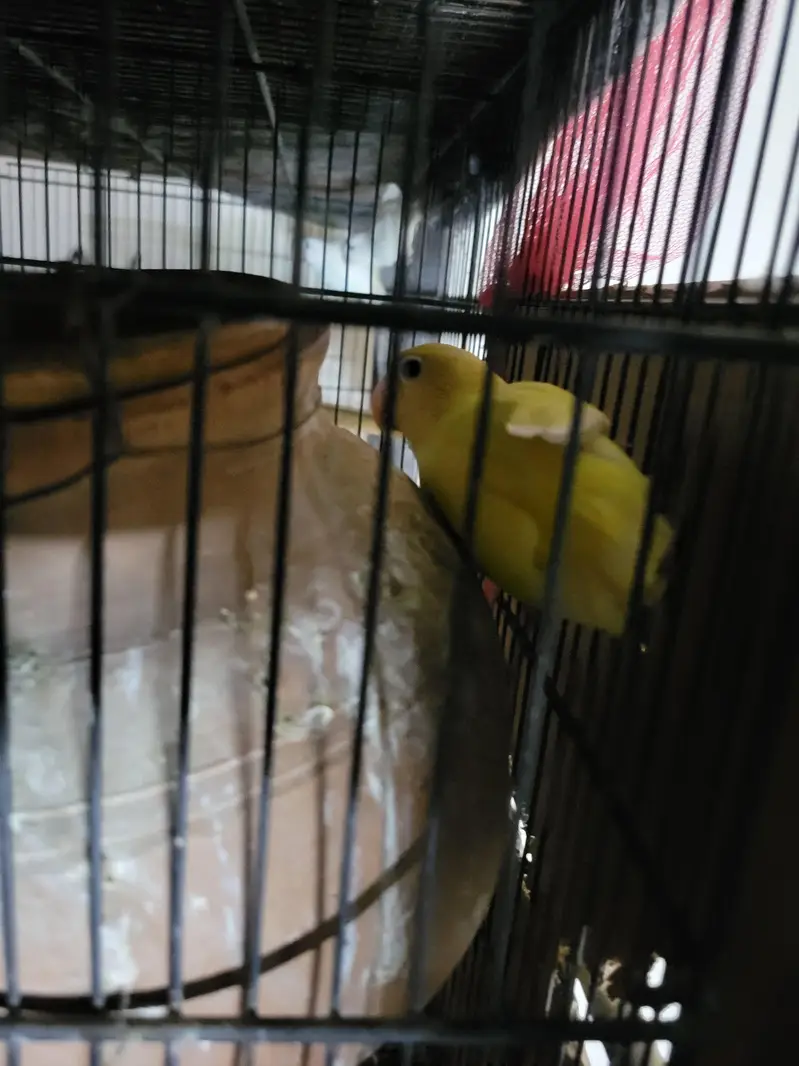 multiple love birds 3 pair breeder with master cage — photo 5