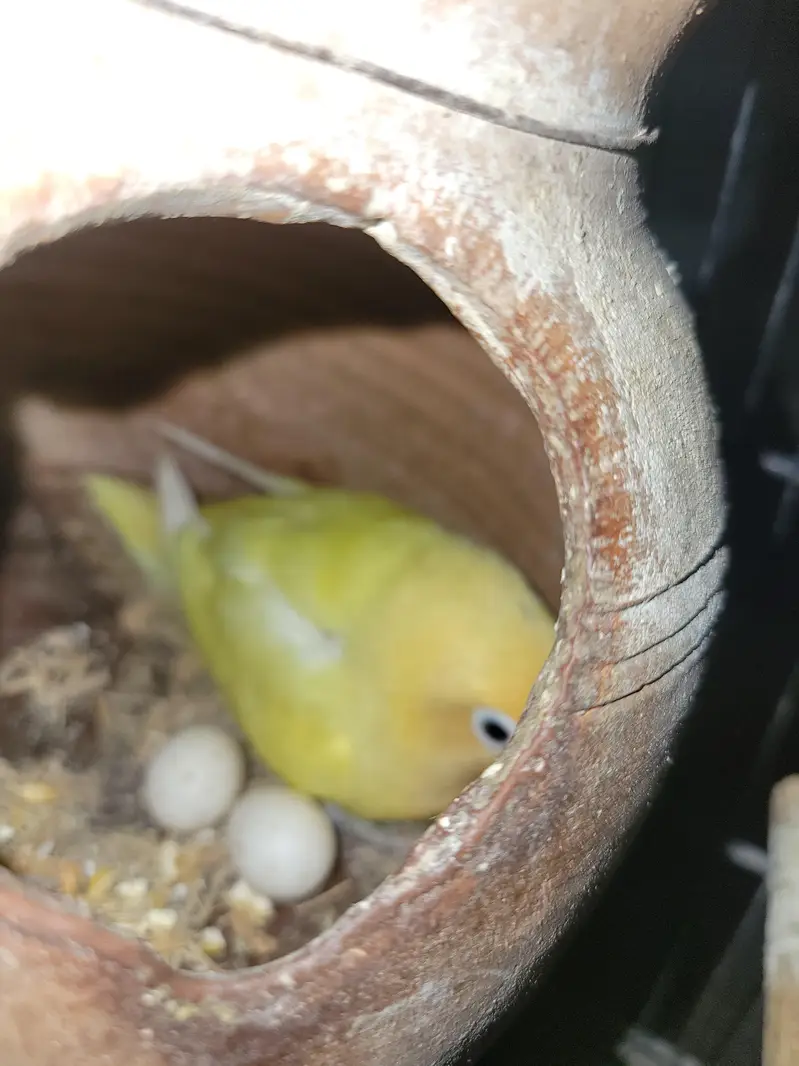 multiple love birds 3 pair breeder with master cage — photo 6