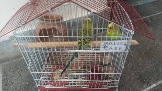 Parrot Australian
