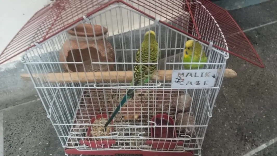 Parrot Australian