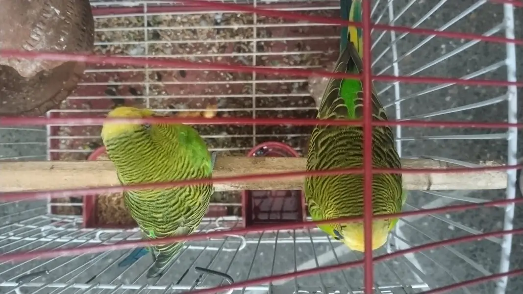 Parrot Australian — photo 2