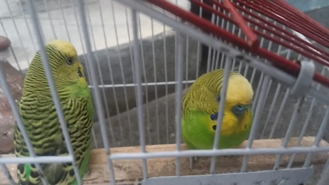 Parrot Australian — photo 3