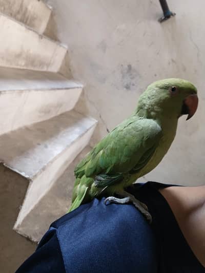 Green parrot
