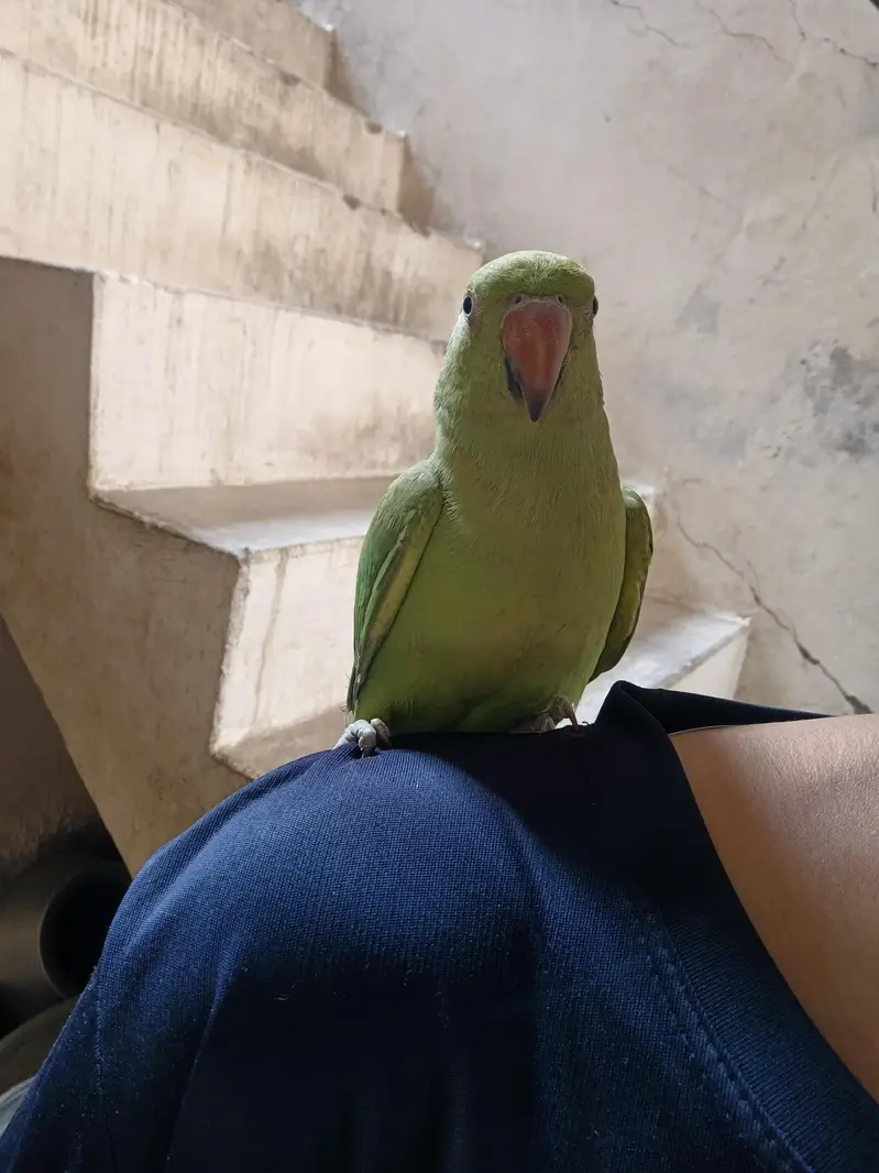 Green parrot — photo 2