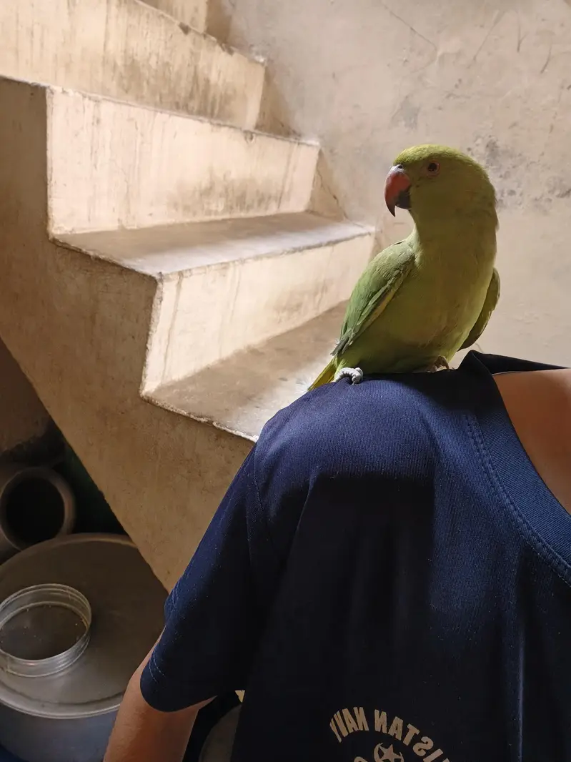 Green parrot — photo 3
