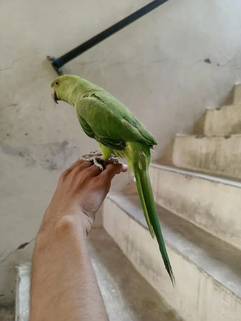 Green parrot — photo 4