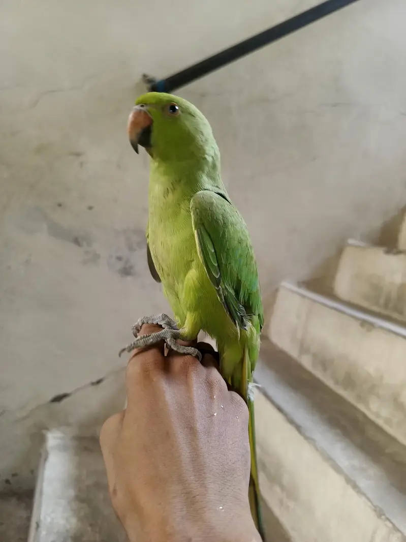 Green parrot — photo 5