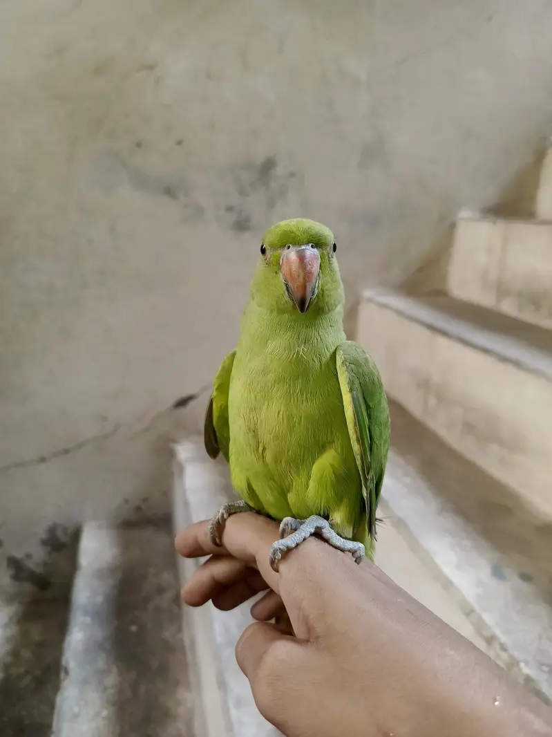 Green parrot — photo 6