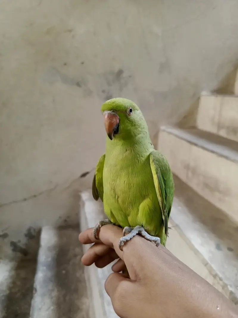 Green parrot — photo 7