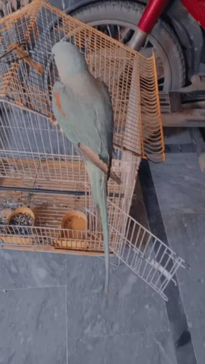 urgent sale