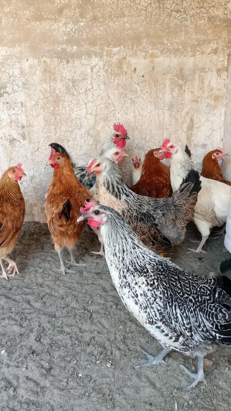 Andea wali Golden misri murgiya (03213831829) — photo 2