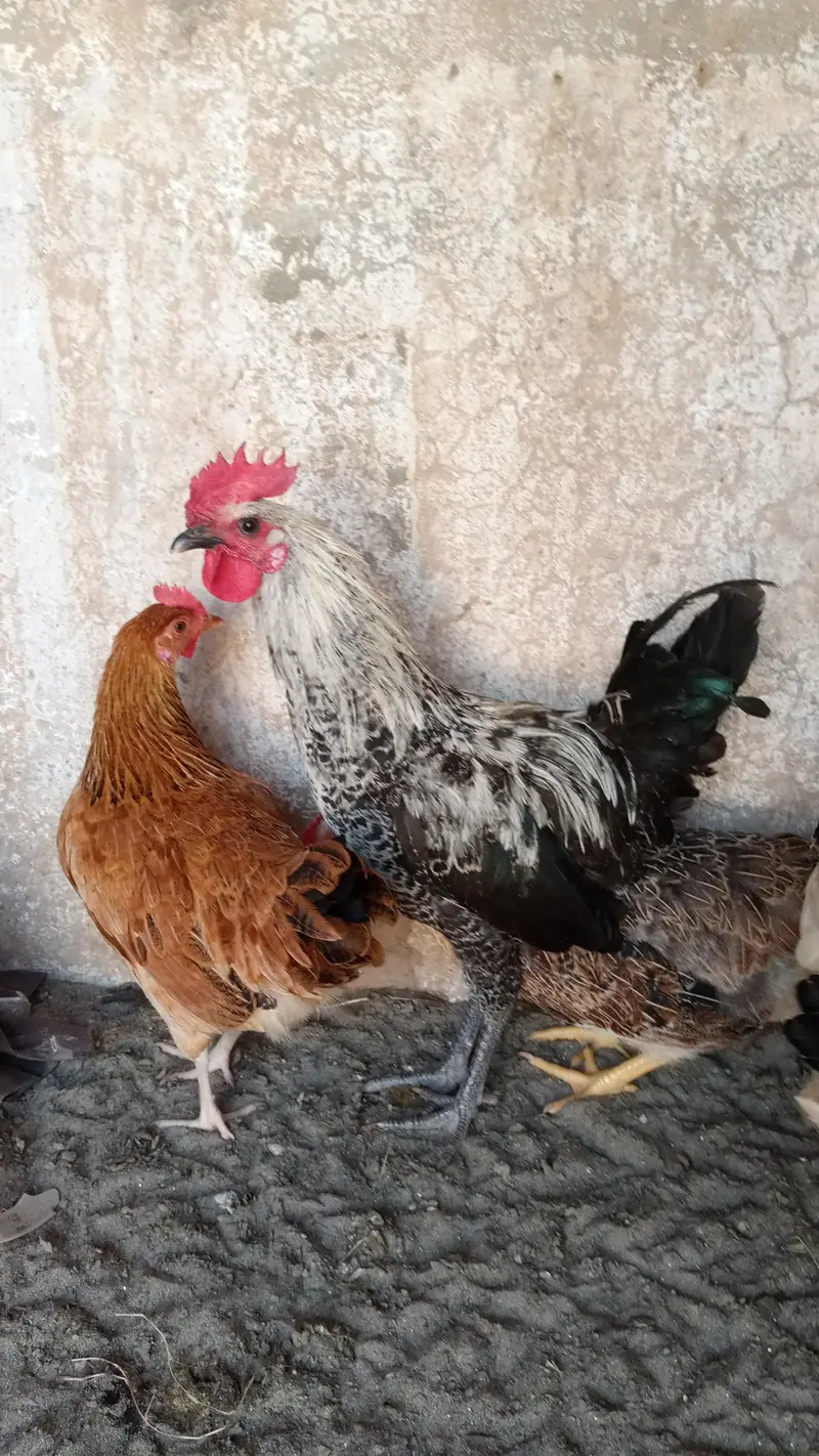 Andea wali Golden misri murgiya (03213831829) — photo 4