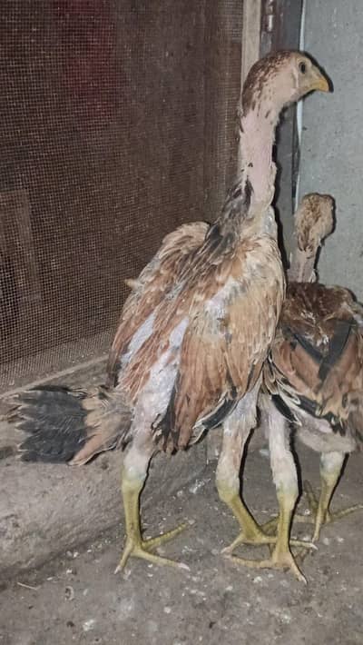 Bermi pair/ Bermi Breed/ Bermi / Bermi Murgi/ Bermi quality pair