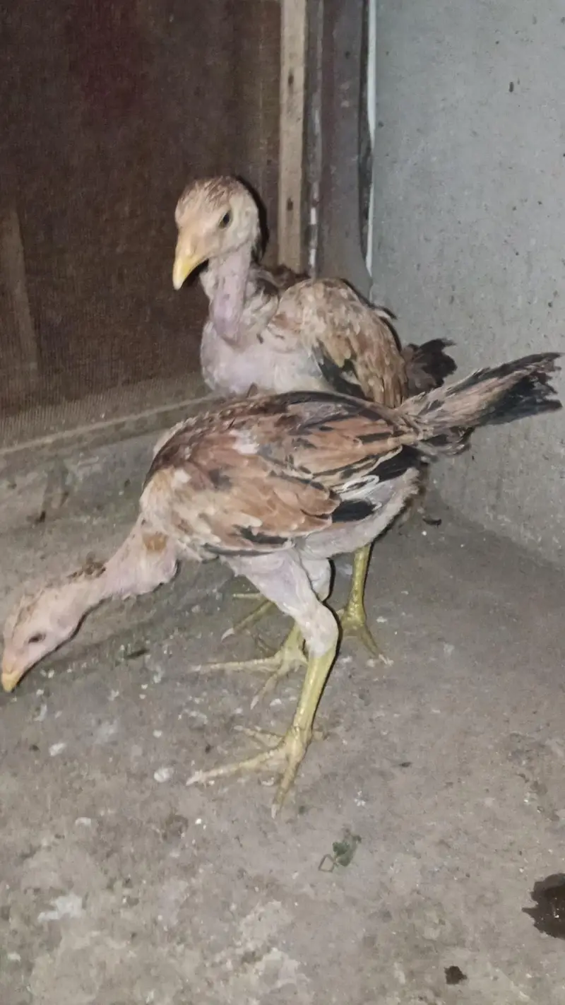 Bermi pair/ Bermi Breed/ Bermi / Bermi Murgi/ Bermi quality pair — photo 2