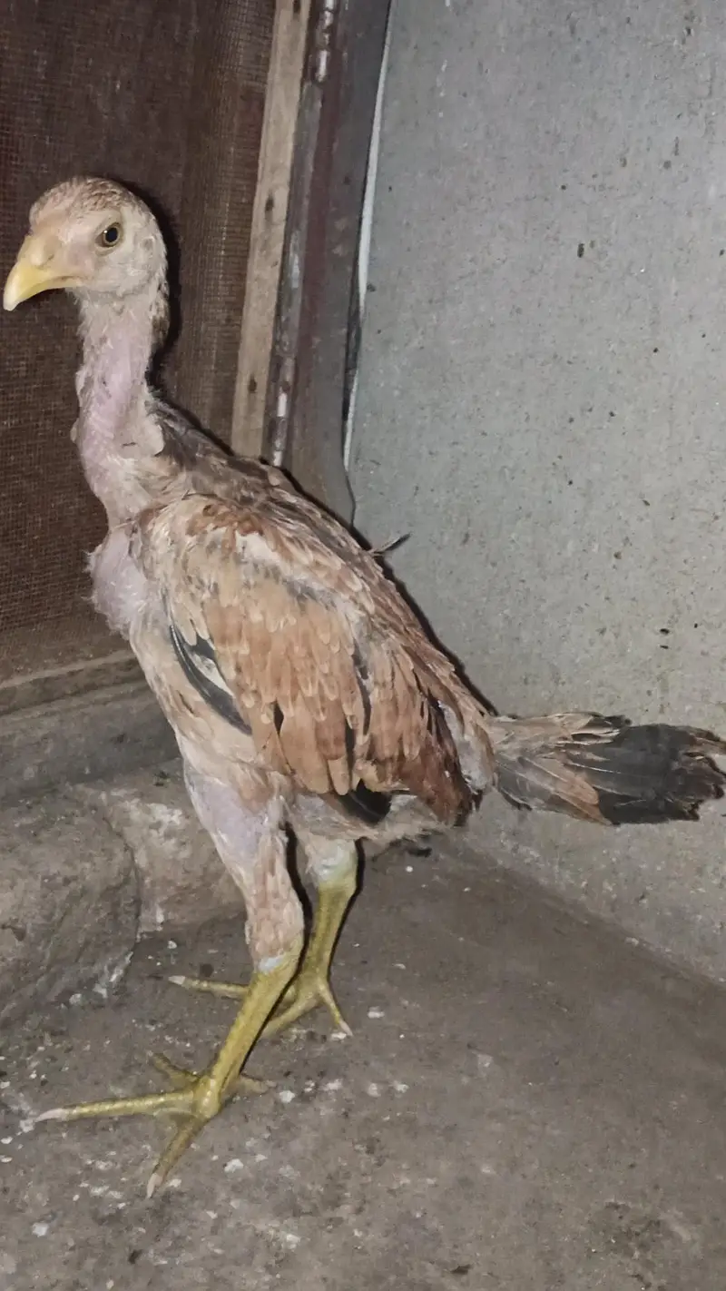 Bermi pair/ Bermi Breed/ Bermi / Bermi Murgi/ Bermi quality pair — photo 5