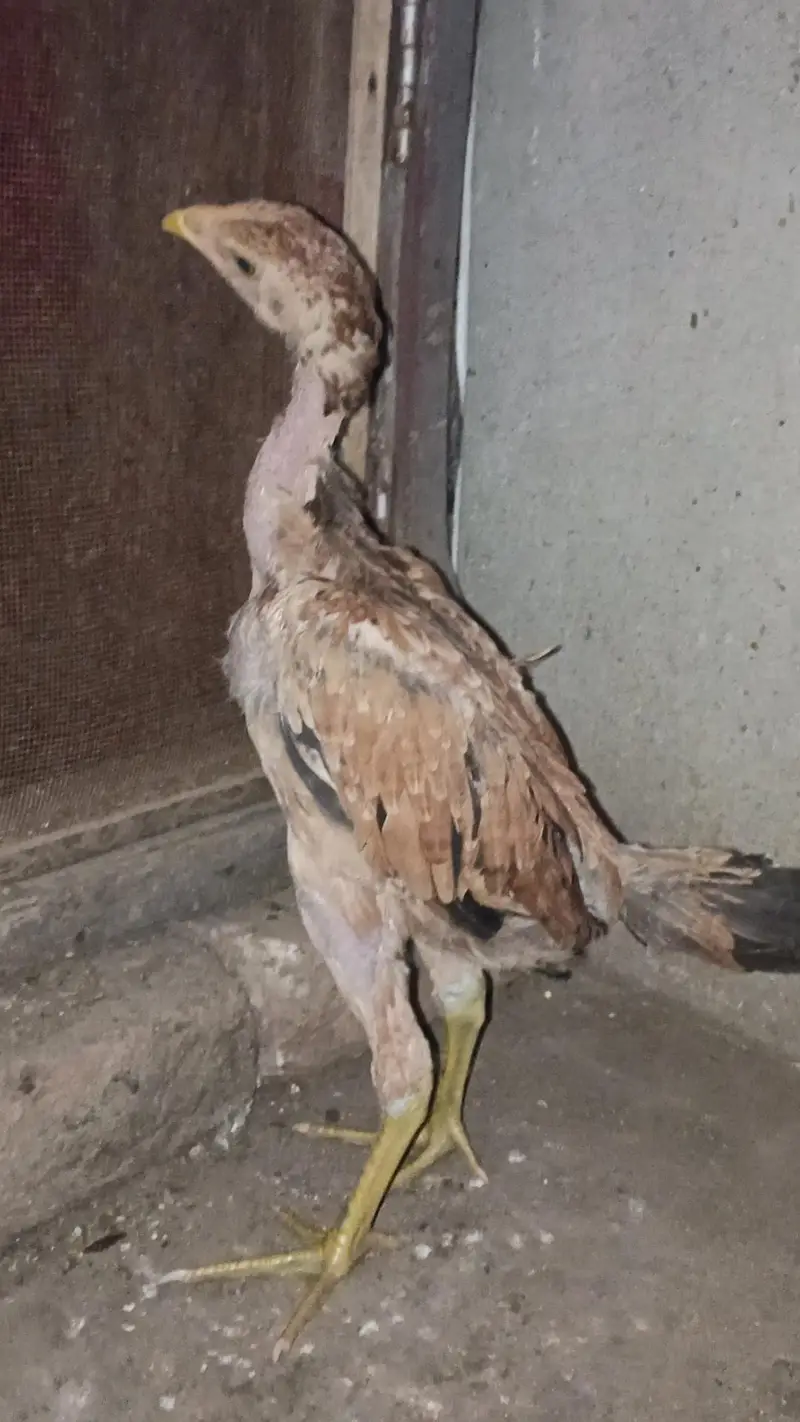 Bermi pair/ Bermi Breed/ Bermi / Bermi Murgi/ Bermi quality pair — photo 7