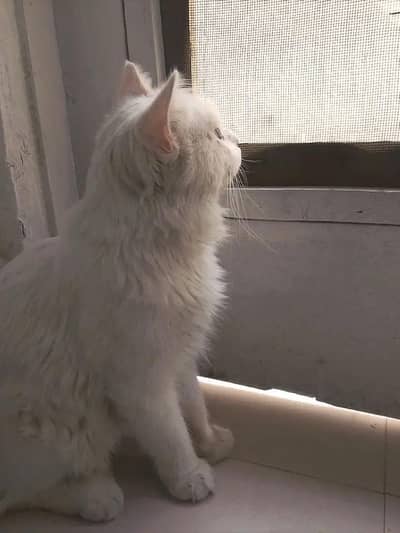 White Persian Cat for Sale  | Beautiful & Fluffy
