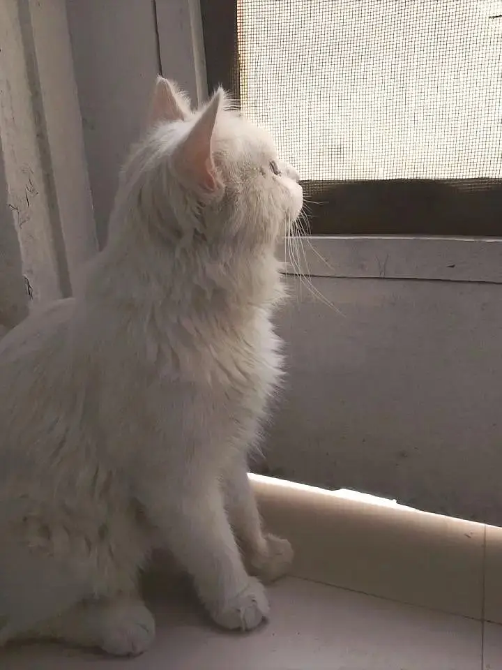 White Persian Cat for Sale  | Beautiful & Fluffy