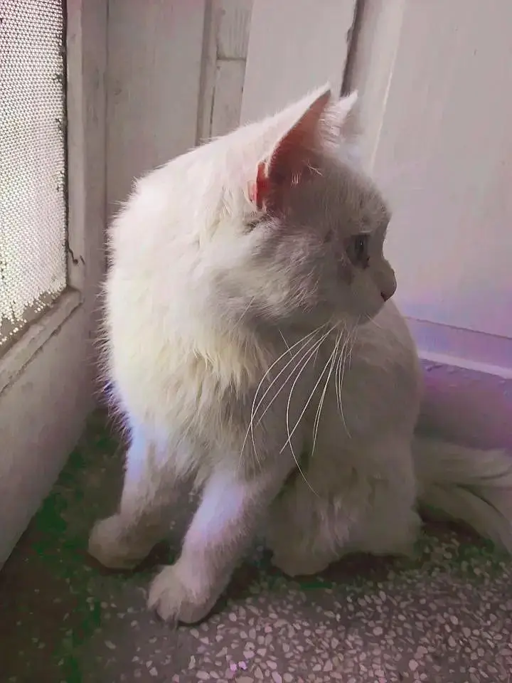 White Persian Cat for Sale  | Beautiful & Fluffy — photo 2
