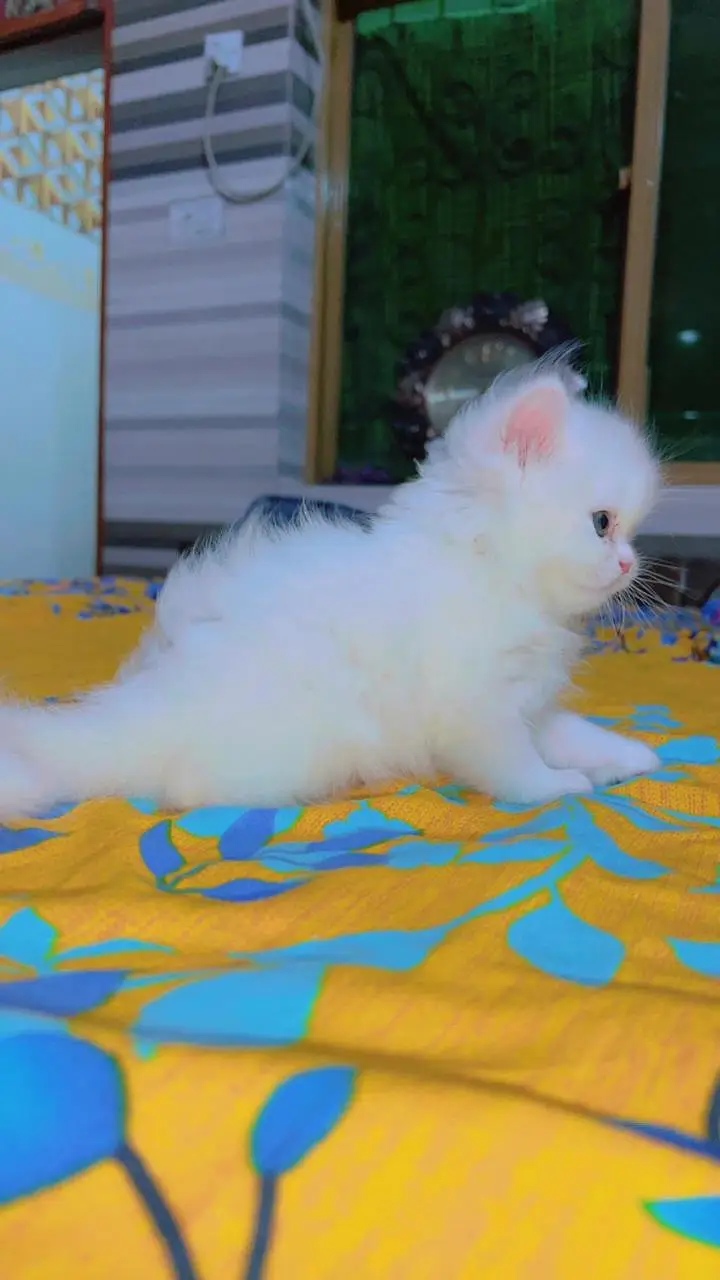 Persian Kitten | Peke,peki/ punch face |Triple Coat white kitten cute — photo 2