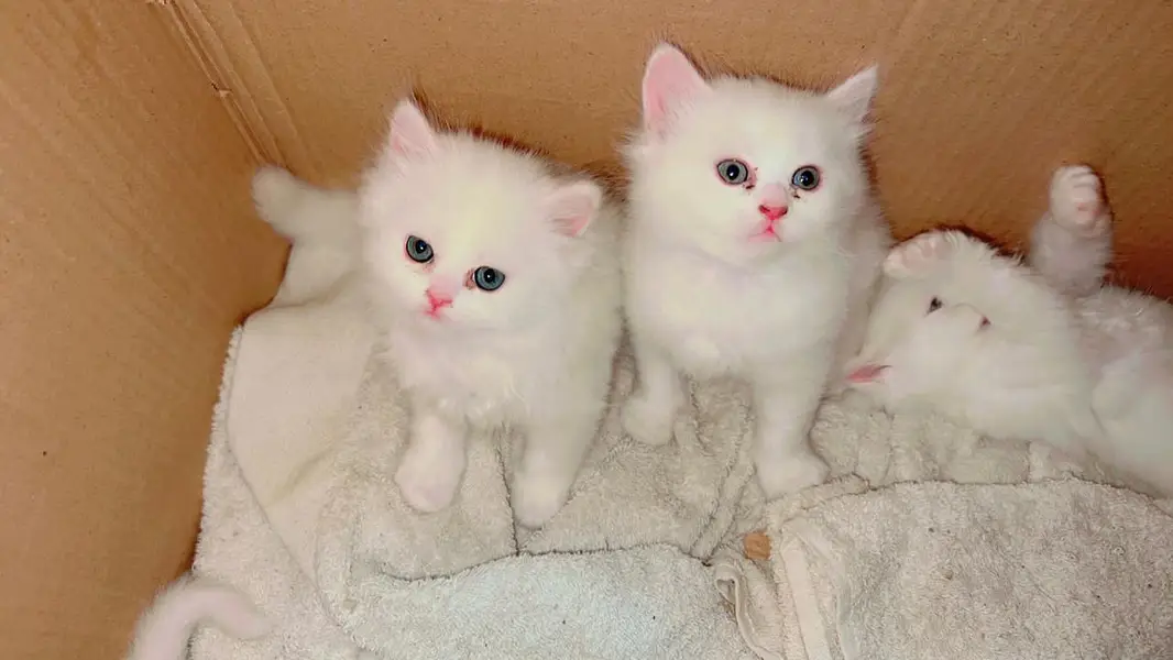Persian Kitten | Peke,peki/ punch face |Triple Coat white kitten cute — photo 3