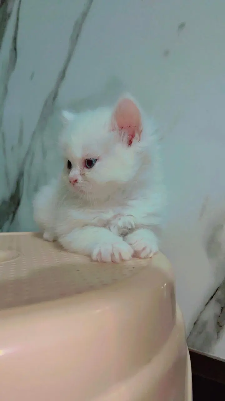 Persian Kitten | Peke,peki/ punch face |Triple Coat white kitten cute — photo 5