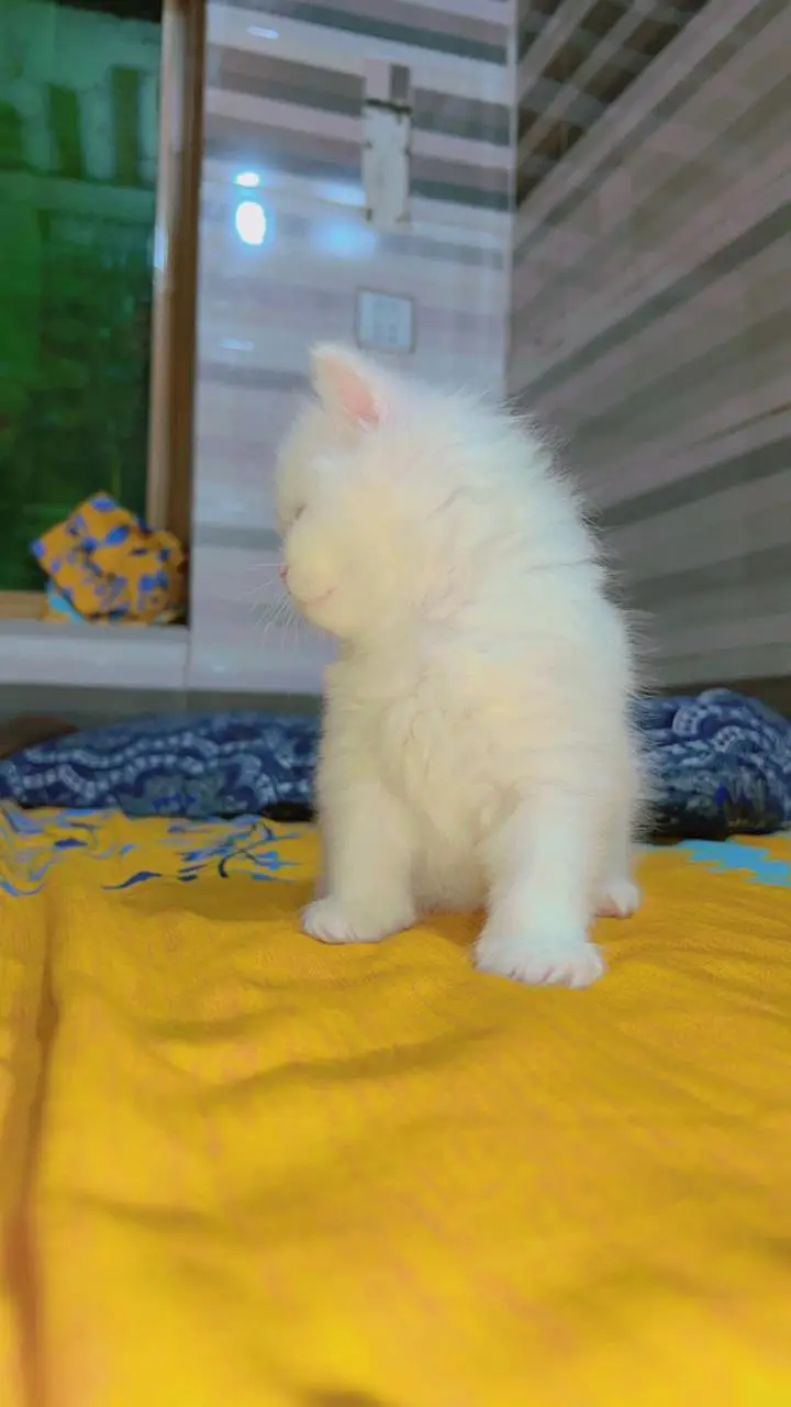 Persian Kitten | Peke,peki/ punch face |Triple Coat white kitten cute — photo 6