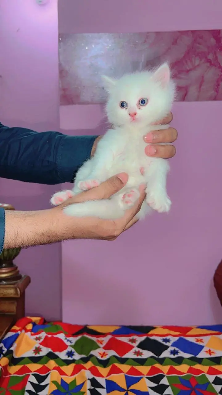 Persian Kitten | Peke,peki/ punch face |Triple Coat white kitten cute — photo 7