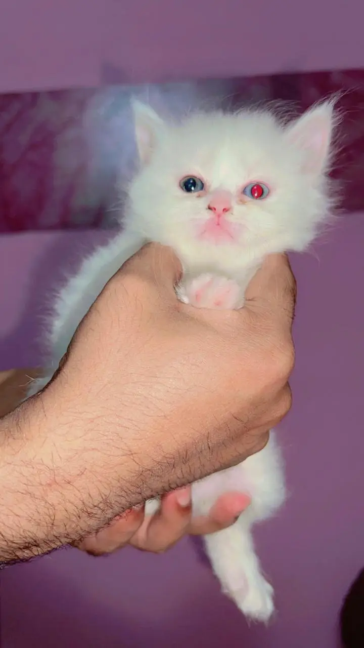 Persian Kitten | Peke,peki/ punch face |Triple Coat white kitten cute — photo 8
