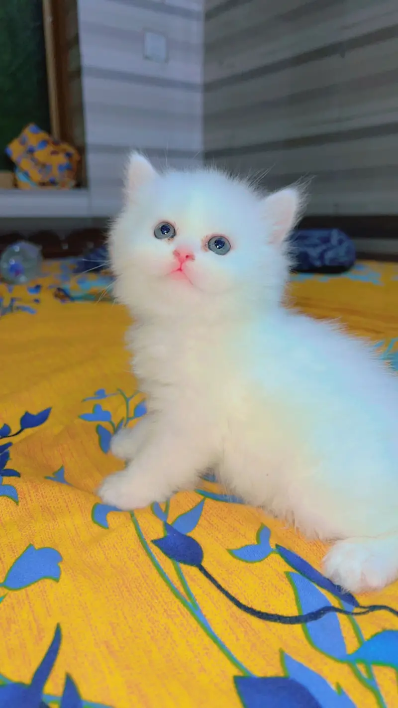 Persian Kitten | Peke,peki/ punch face |Triple Coat white kitten cute — photo 9